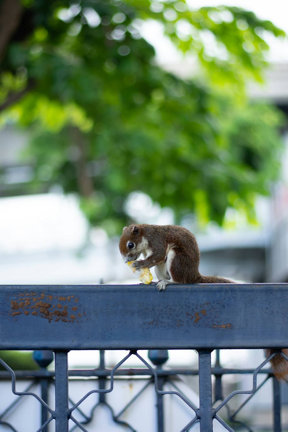 a squirrel eating a banana