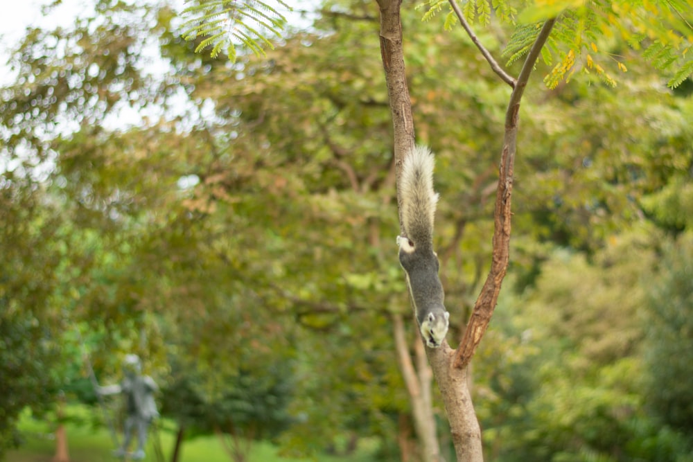 a raccoon from a tree