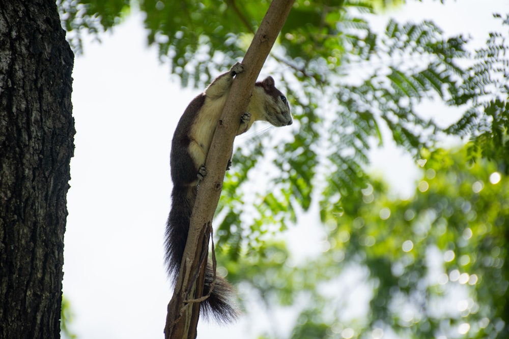 a squirrel climbing a tree