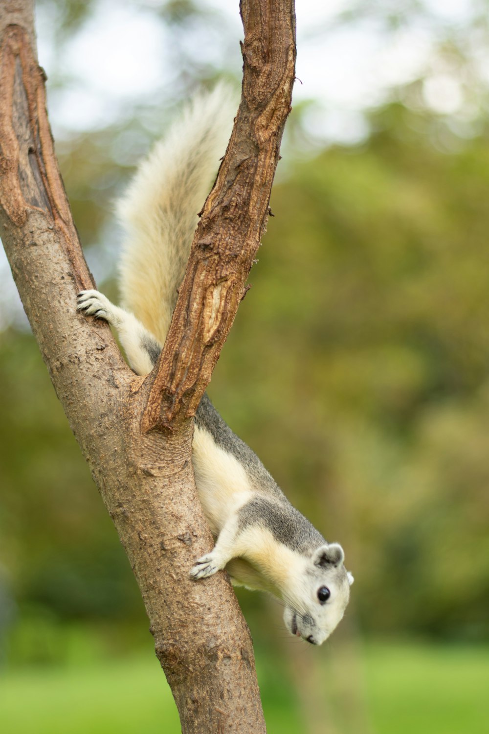 a white and grey animal on a tree branch