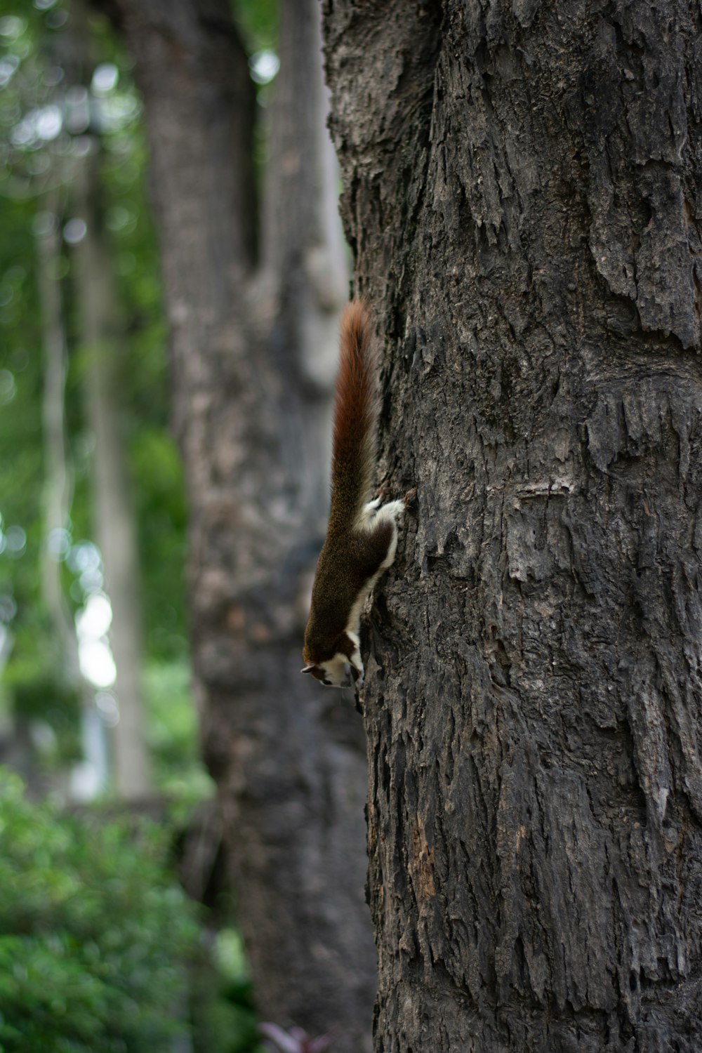 a brown and white squirrel on a tree