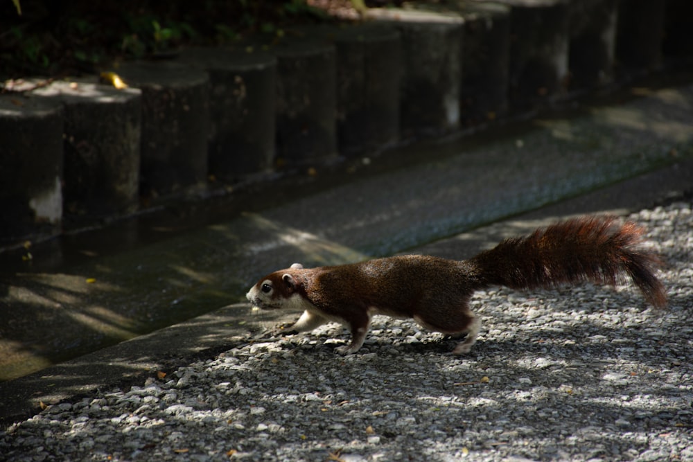 a squirrel walking on a sidewalk