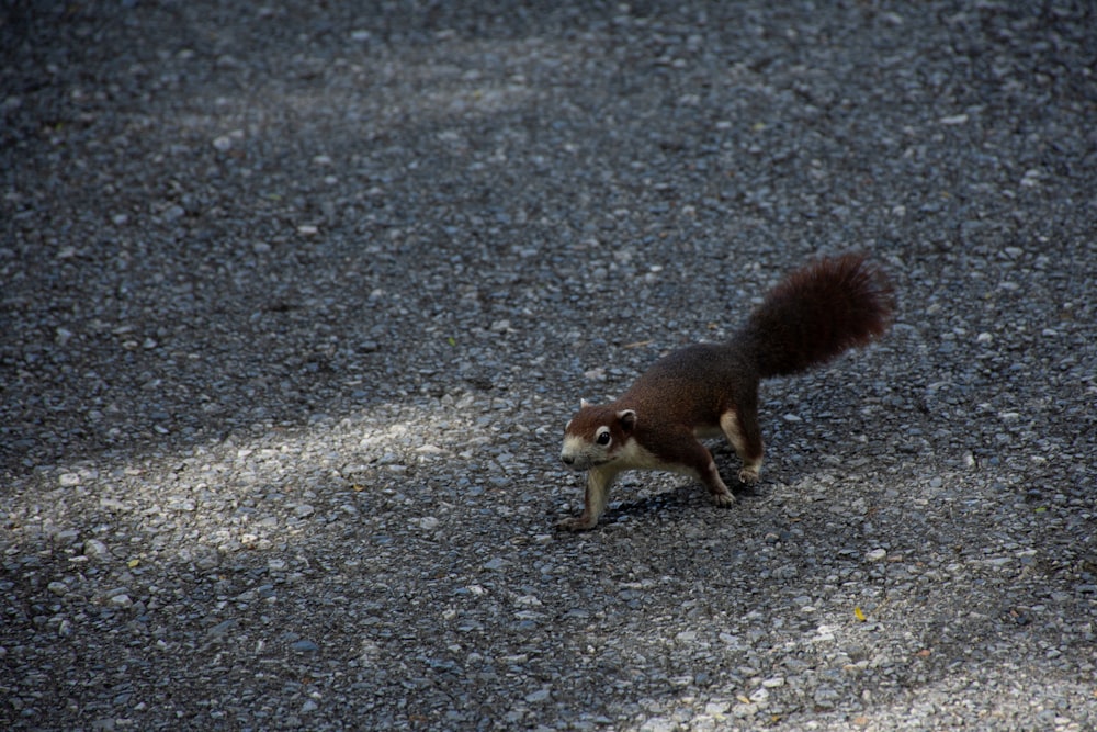 a squirrel on a road