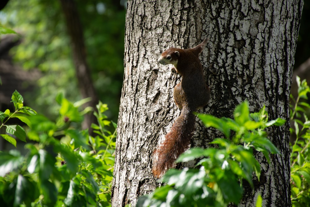 a squirrel on a tree