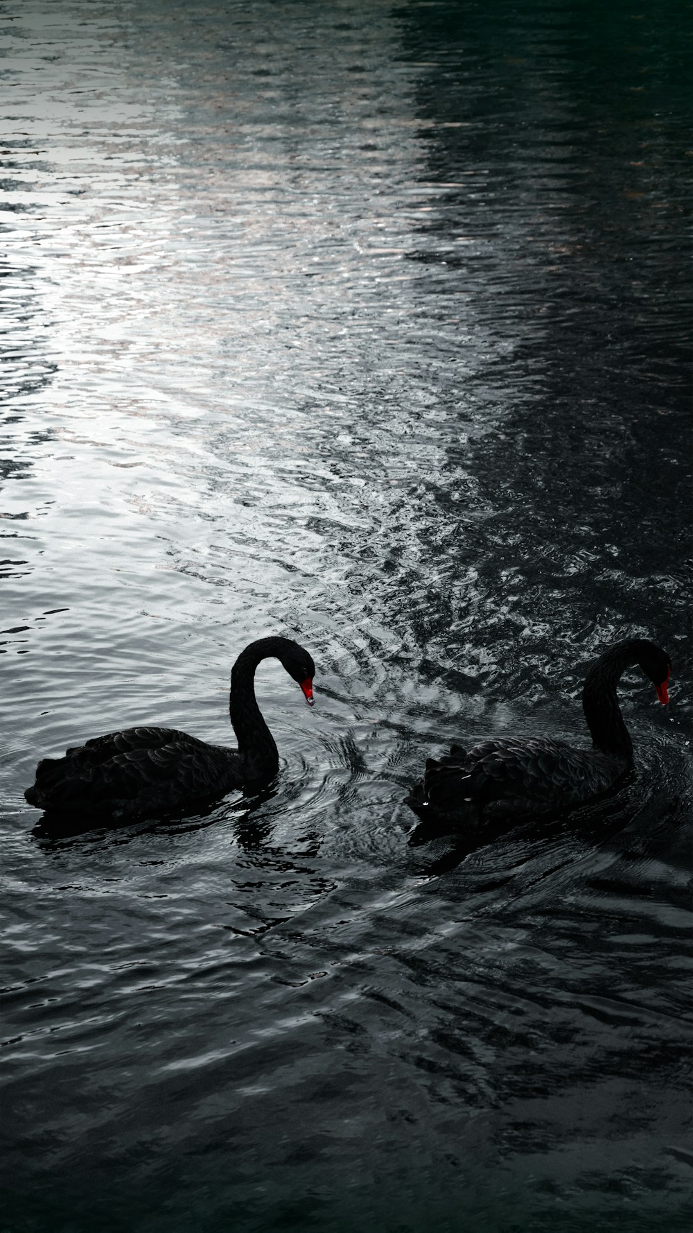 two swans swimming in water