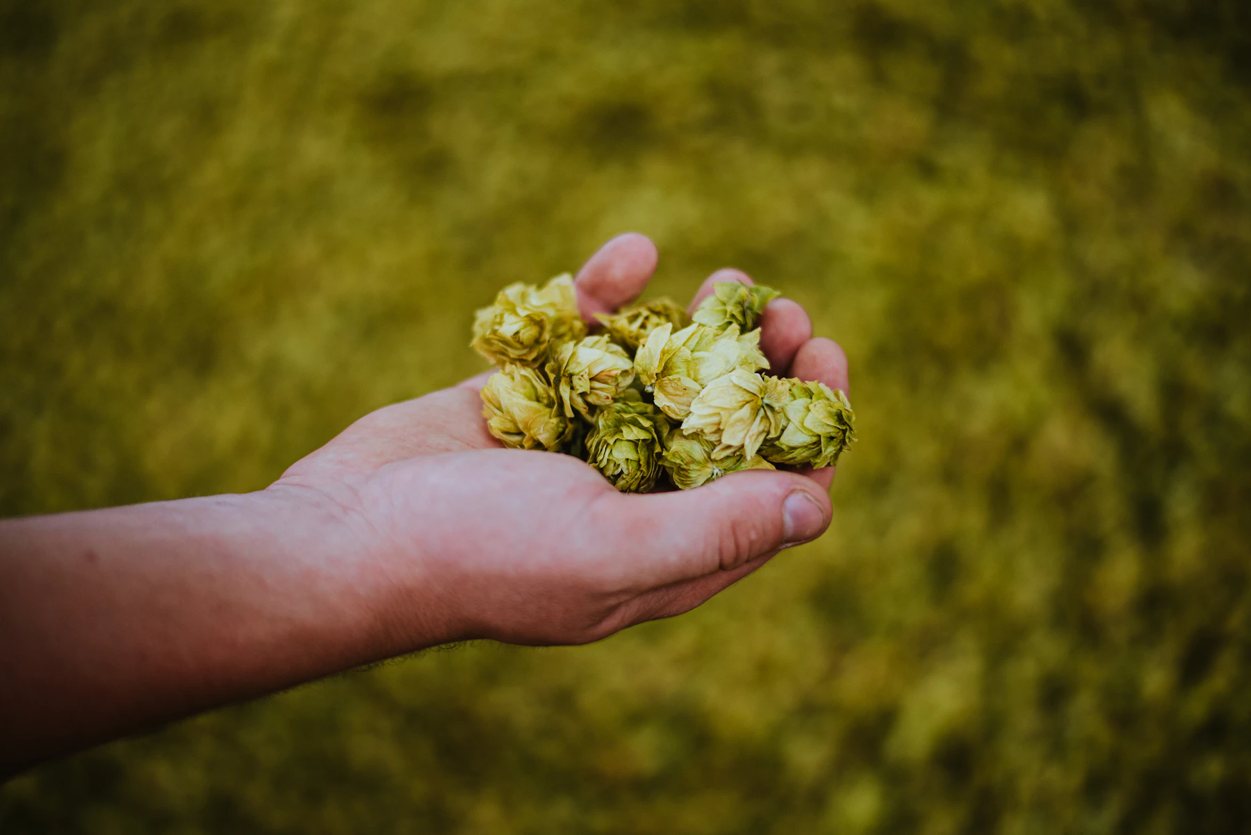 An open hand holding a small pile of freshly picked green hop cones
