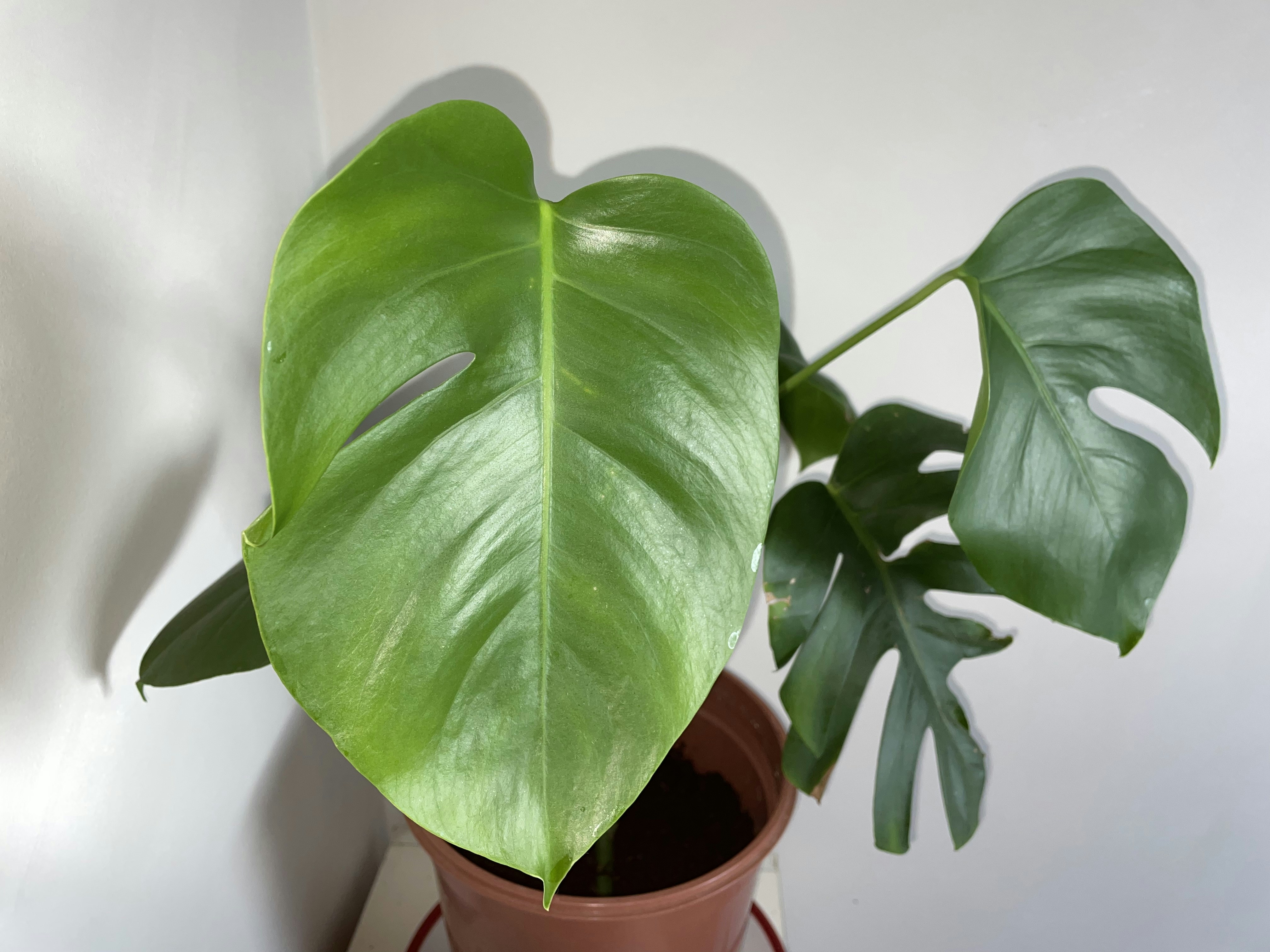 Healthy Monstera deliciosa in Verdantis substrate, lush green leaves, clean white pot, bright studio