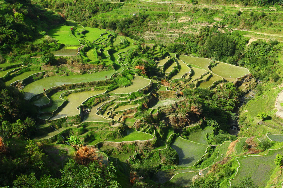Banaue Rice Terraces