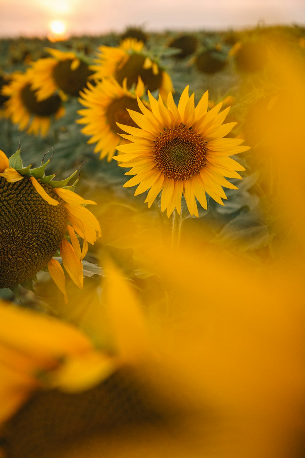 a close up of a sunflower