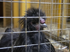 A black chicken with a fluffy crest is seen behind a wire enclosure. The chicken's dark feathers contrast with its light comb and beak. It seems to be in a barn or similar setting with wooden elements visible in the background.