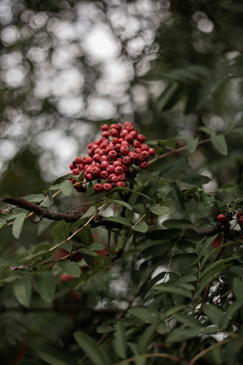 a close up of some berries