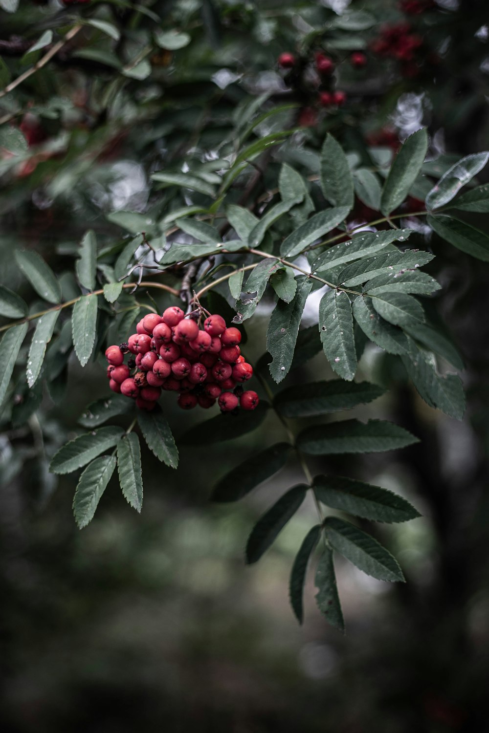 a bush with berries