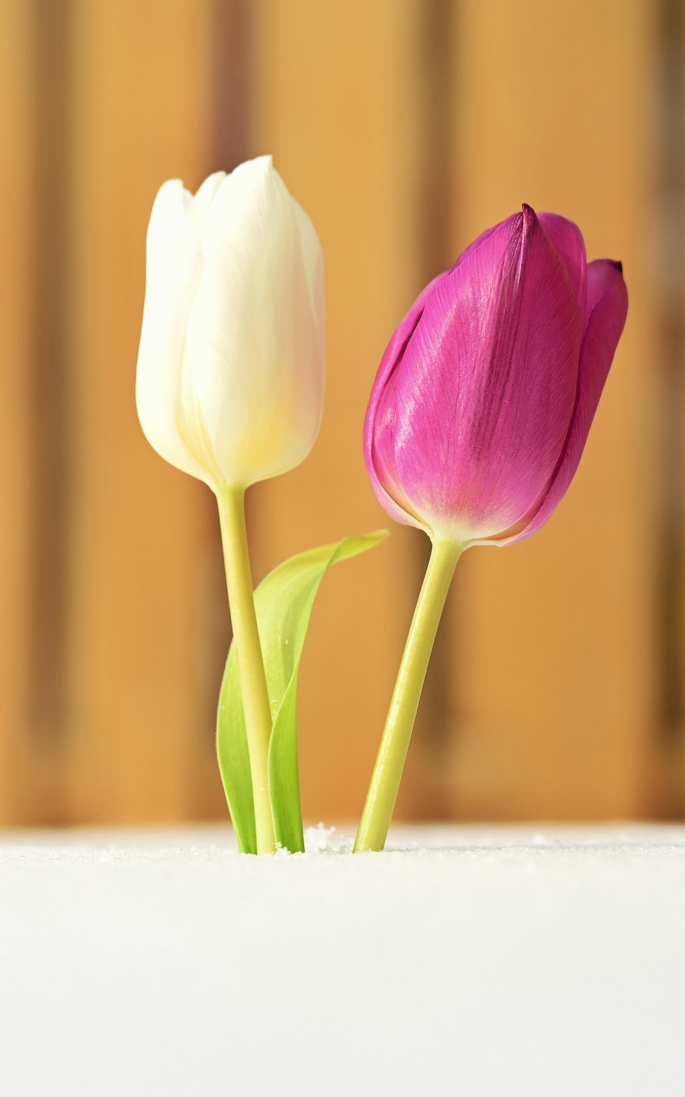 a couple of tulips