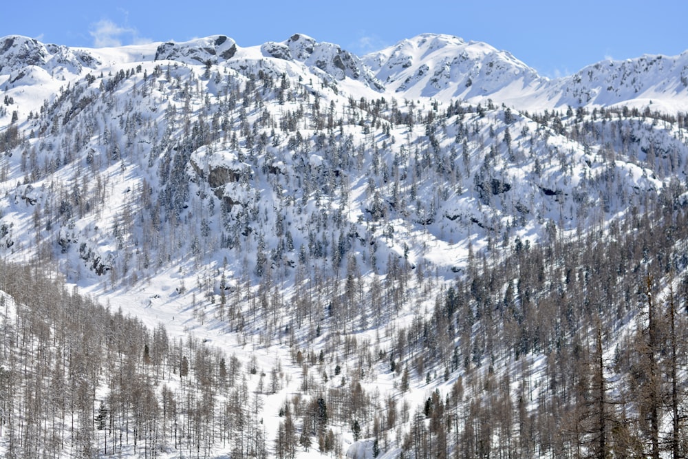 a snowy mountain with trees