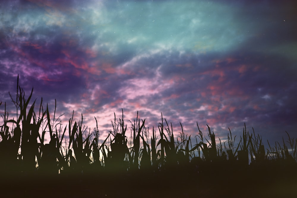a field of grass with a cloudy sky above