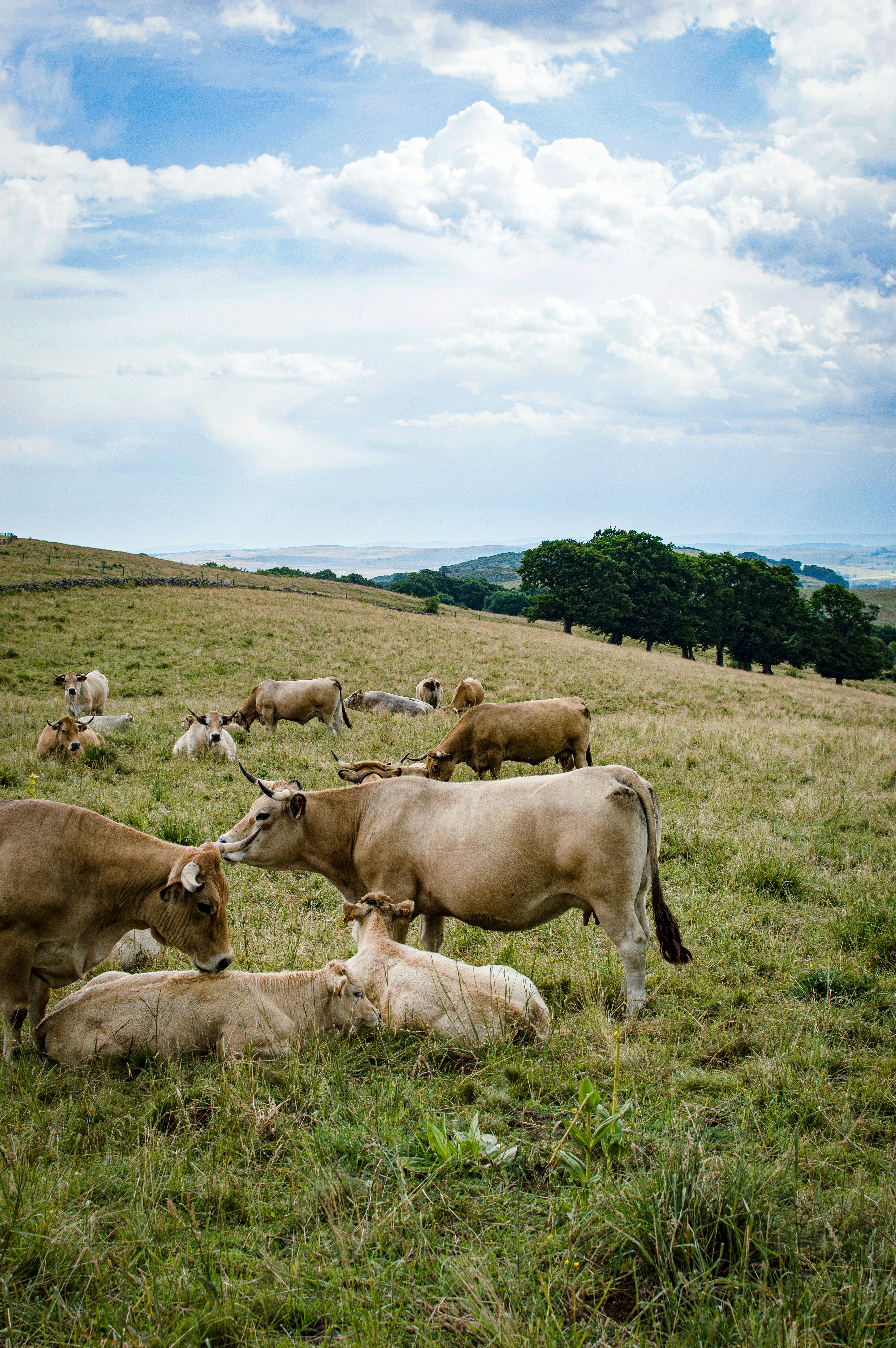 a group of cows lay in a grassy field