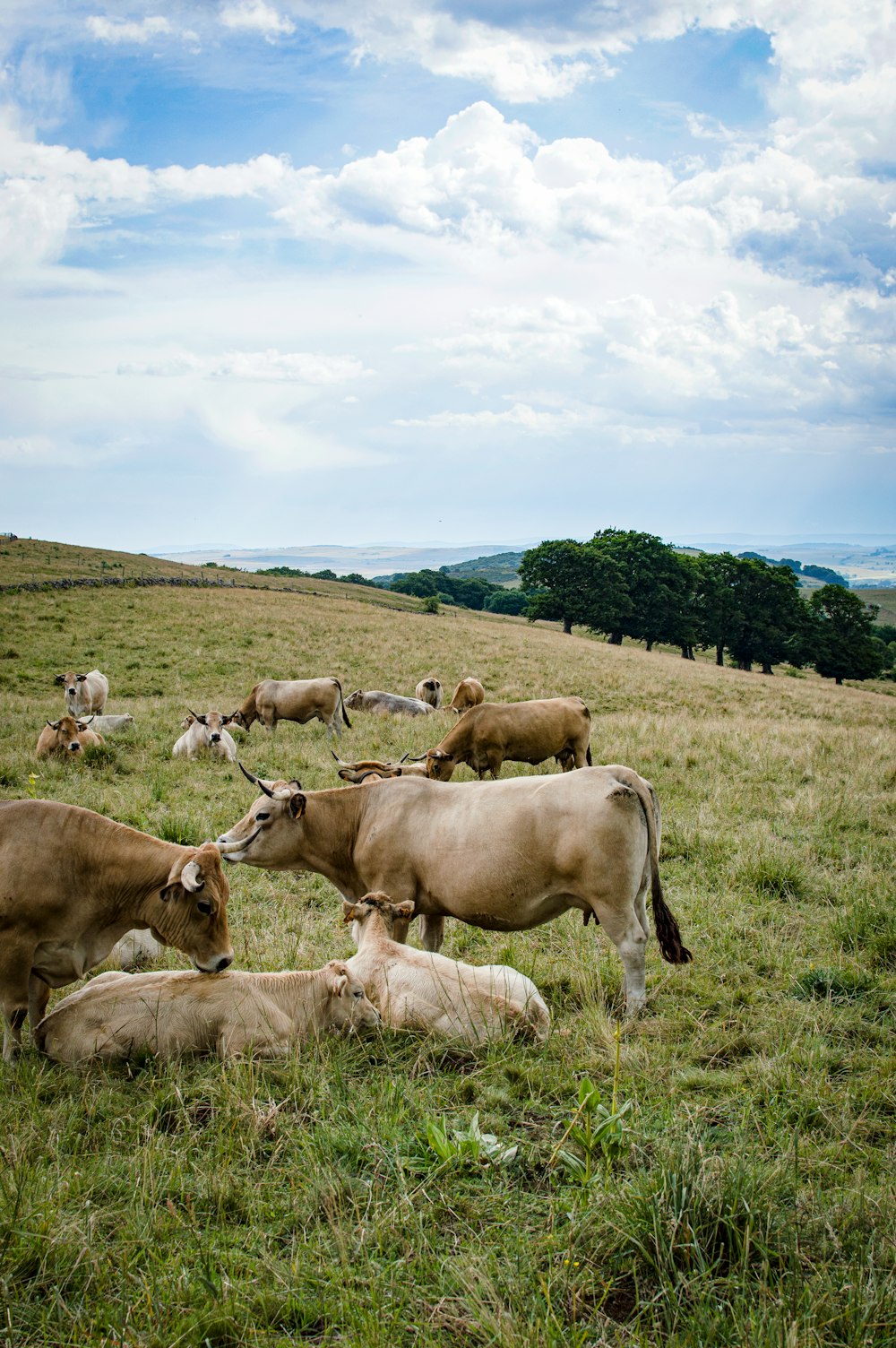 a group of cows lay in a grassy field