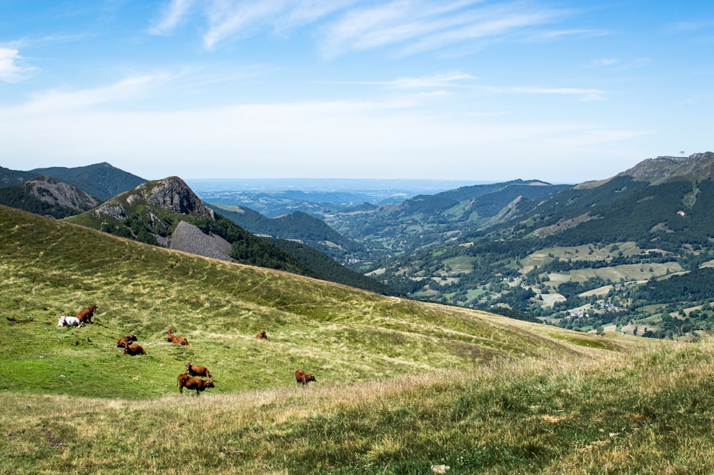 a group of cows grazing on a grassy hill