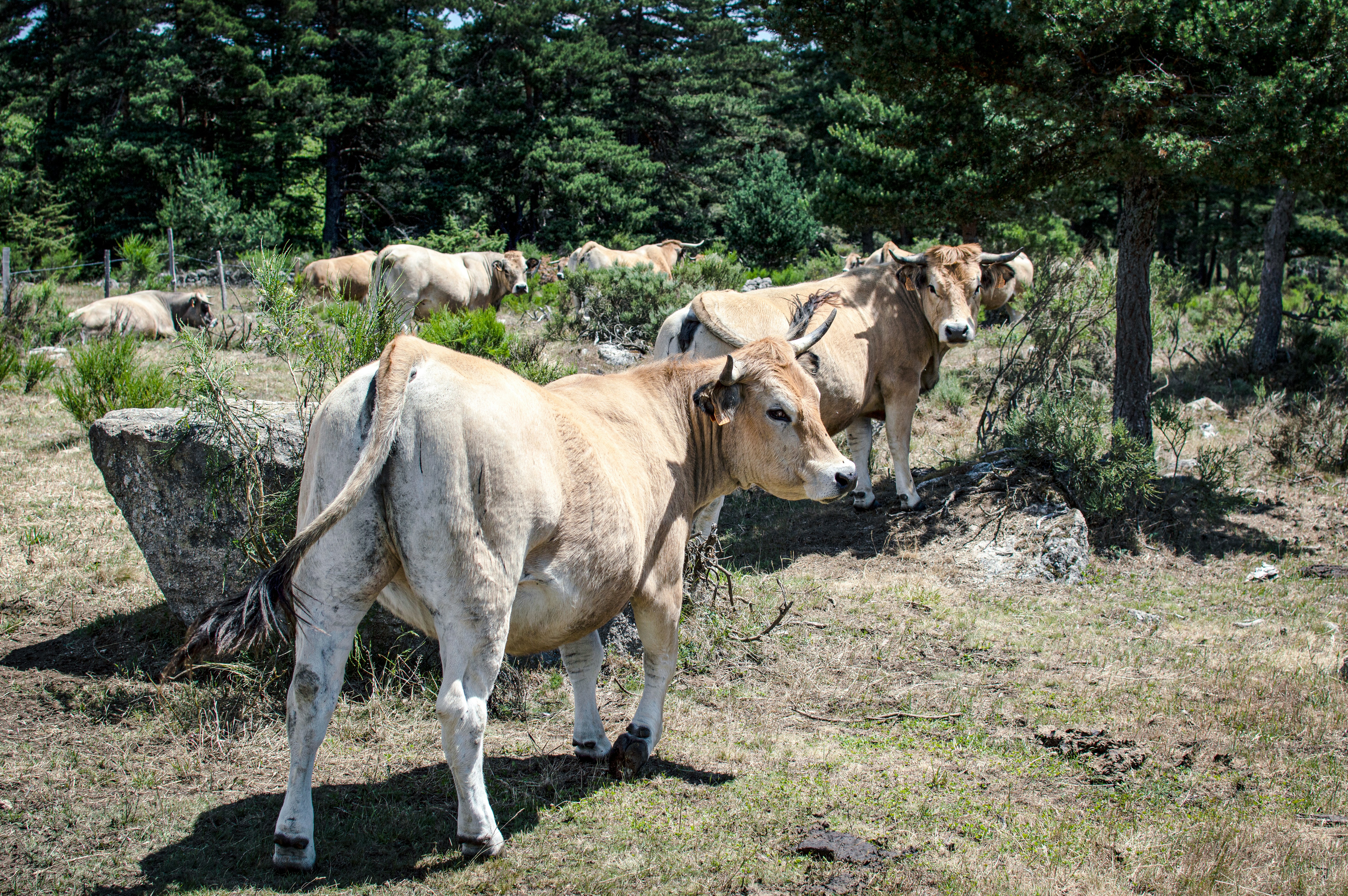 a group of cows stand in a field