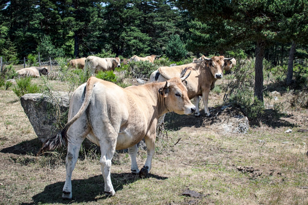 牛のグループが野原に立つ