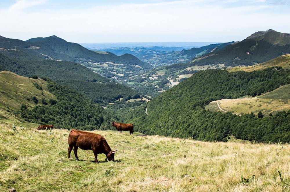 cows grazing on a hill