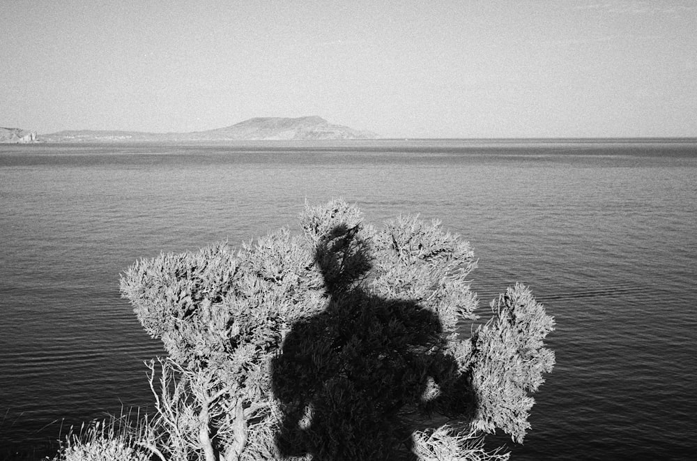 a group of trees next to a body of water