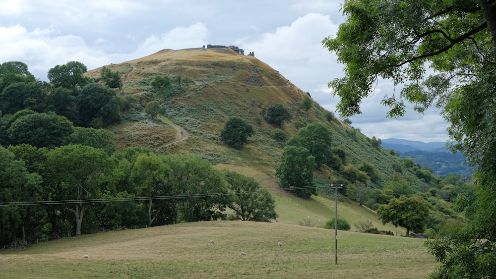 a grassy hill with trees on it