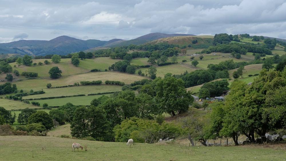 a grassy field with trees and animals