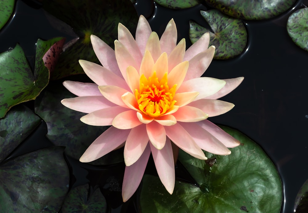 a pink flower in a pond