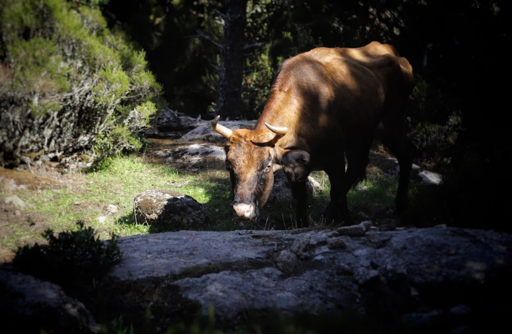 a cow standing in a forest