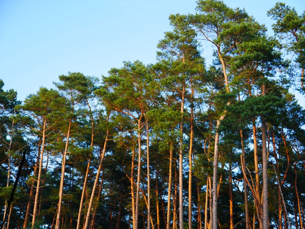 a group of trees