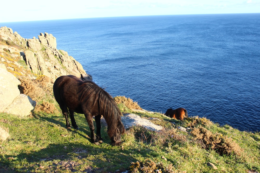 horses grazing on a hill