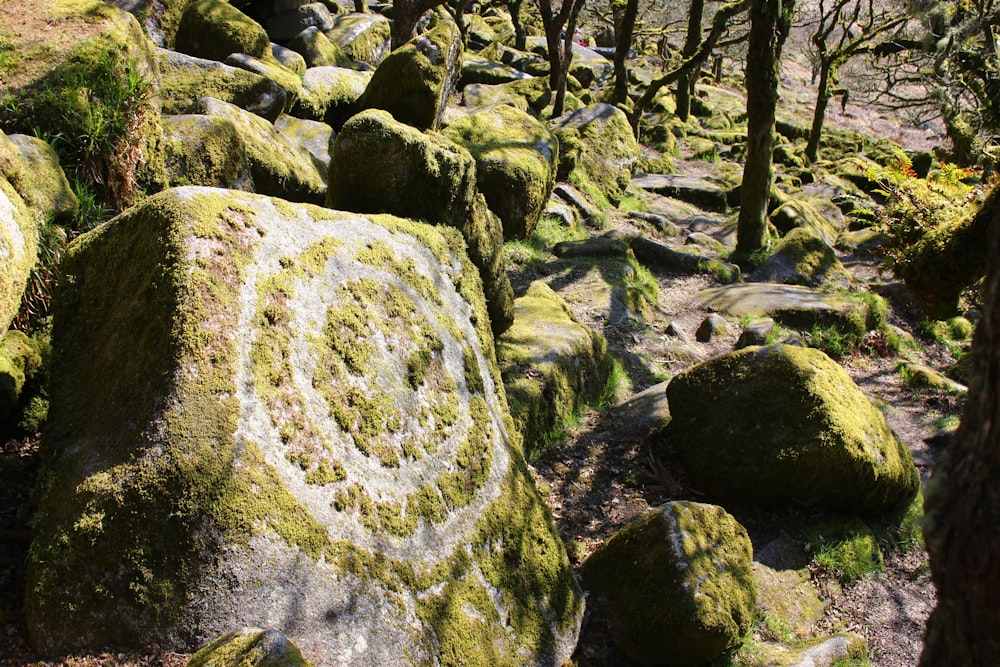 a group of rocks in a forest