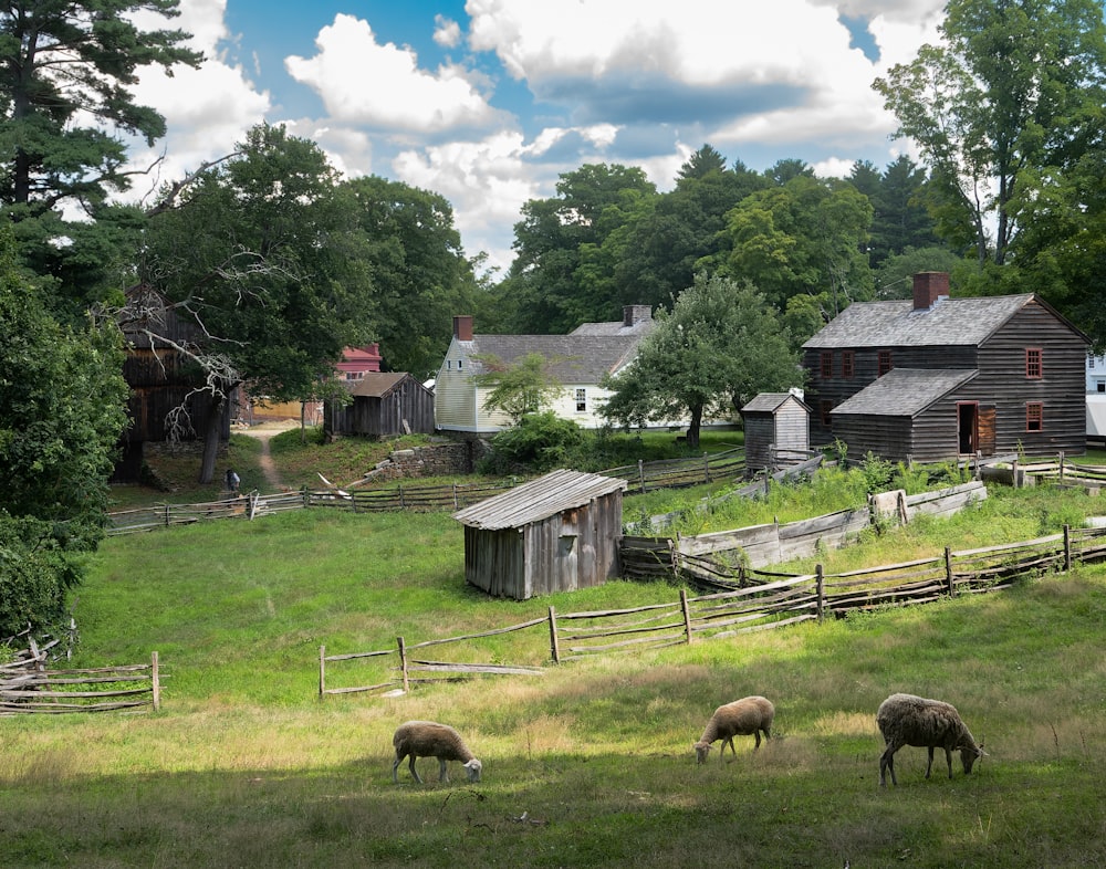 sheep grazing in a field