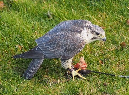 An example of a Falco rule being implemented.
