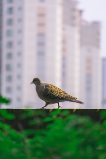 A bird with speckled plumage is perched on a wooden fence. In the background, a series of tall, blurred buildings create an urban setting. The focus is sharp on the bird, with some greenery in the foreground adding a natural element.