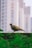A bird with speckled plumage is perched on a wooden fence. In the background, a series of tall, blurred buildings create an urban setting. The focus is sharp on the bird, with some greenery in the foreground adding a natural element.
