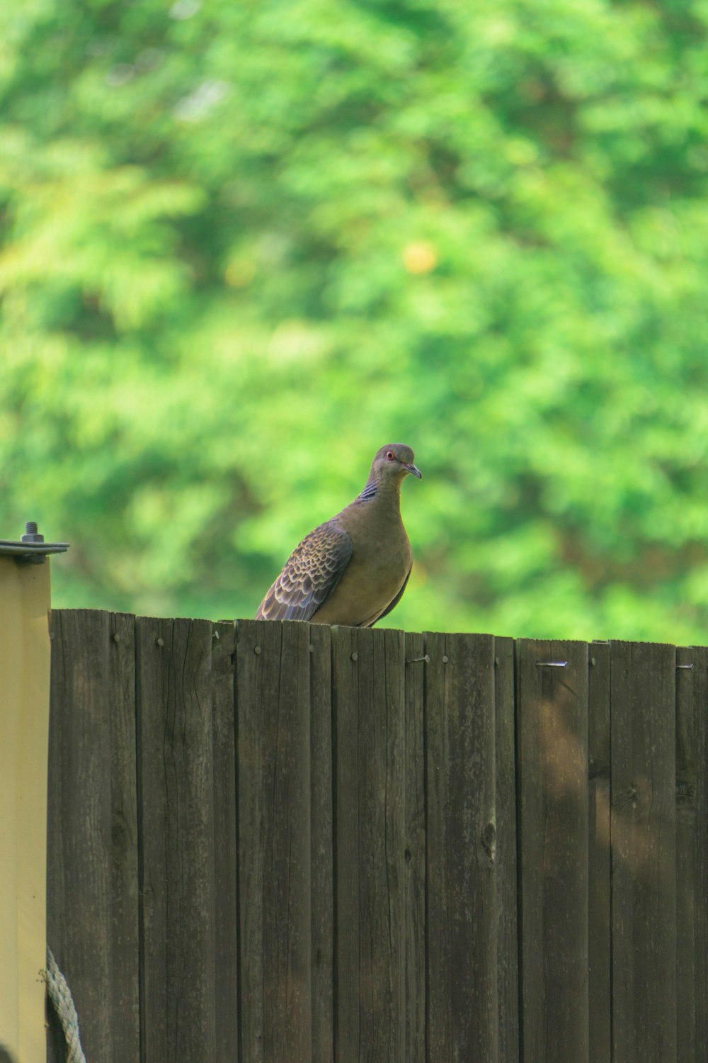 a bird sitting on a fence