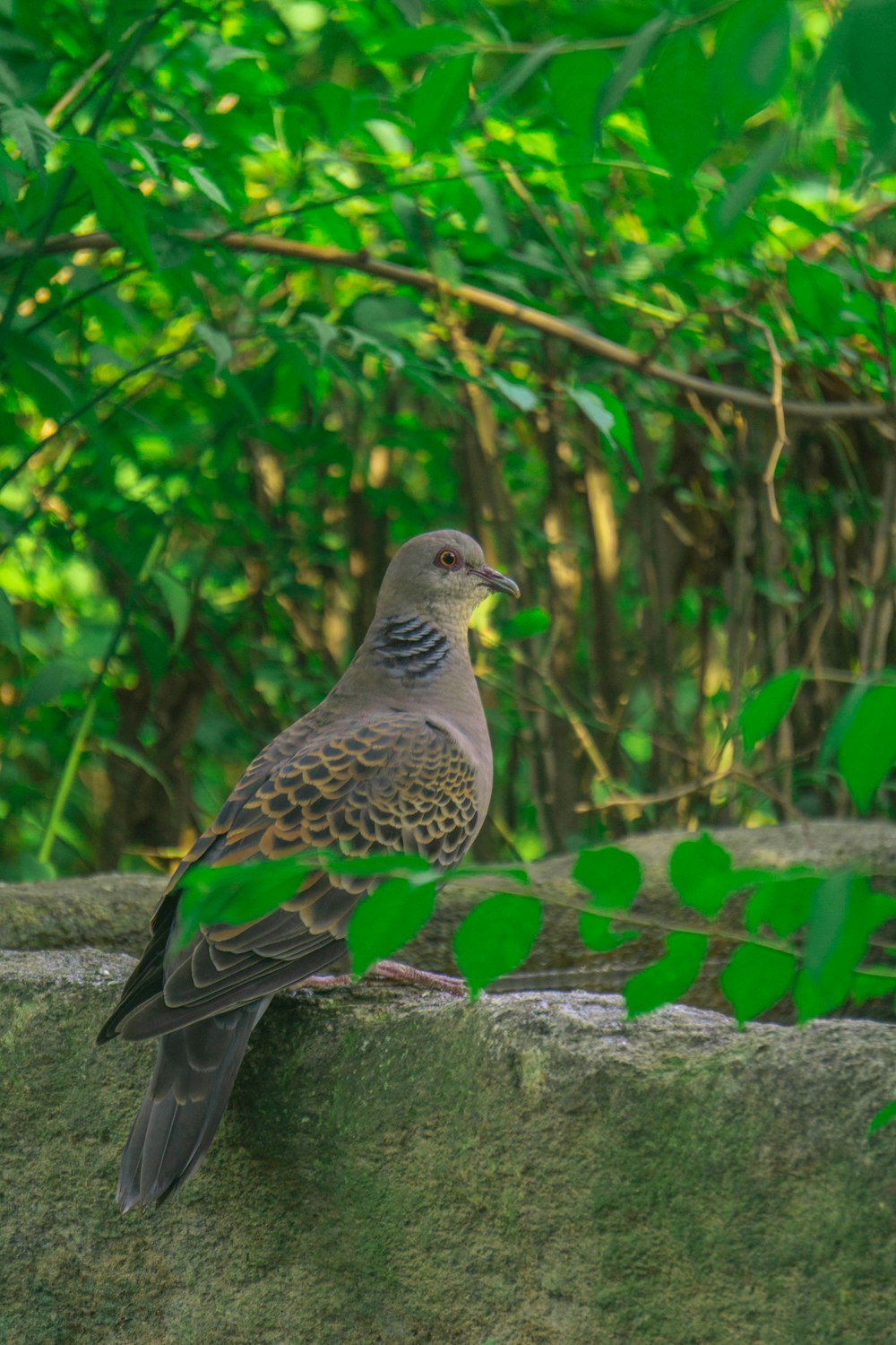 a bird sitting on a rock