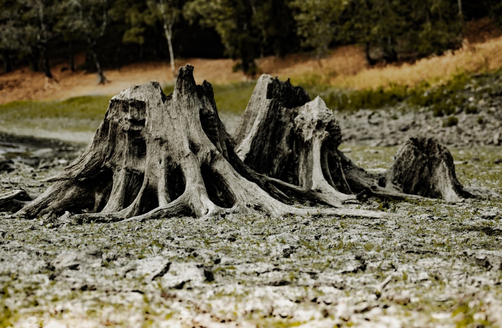 a pile of wood in a field