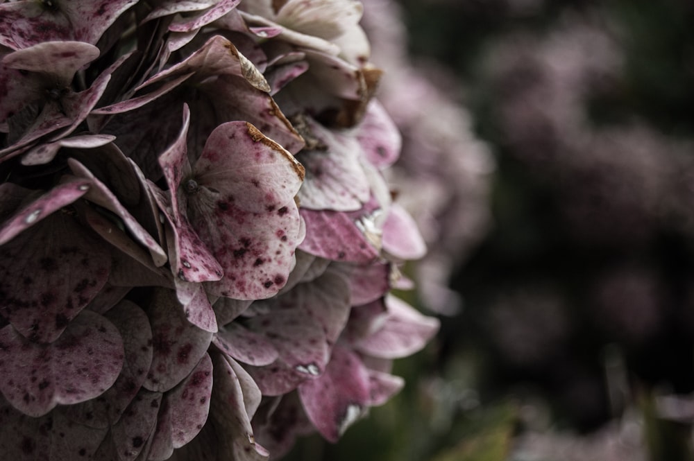 a close up of a plant