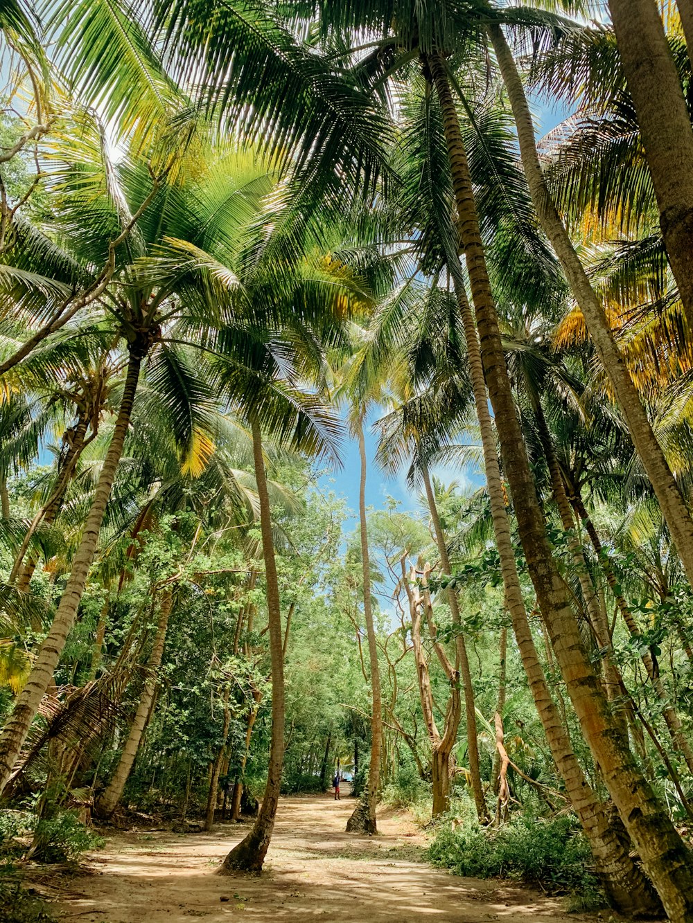 a group of palm trees