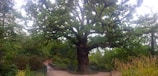 A team of arborists carefully inspecting a large oak tree in a city park.