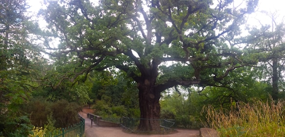 A large and ancient oak tree with a wide, sprawling canopy is surrounded by lush greenery. The thick trunk of the tree is gnarled and deeply textured, indicative of its age. The scene is set in a park or natural reserve, with a dirt pathway leading past the tree and bordered by metal railings. The foliage is dense, and sunlight filters through, casting dappled light on the ground and leaves.