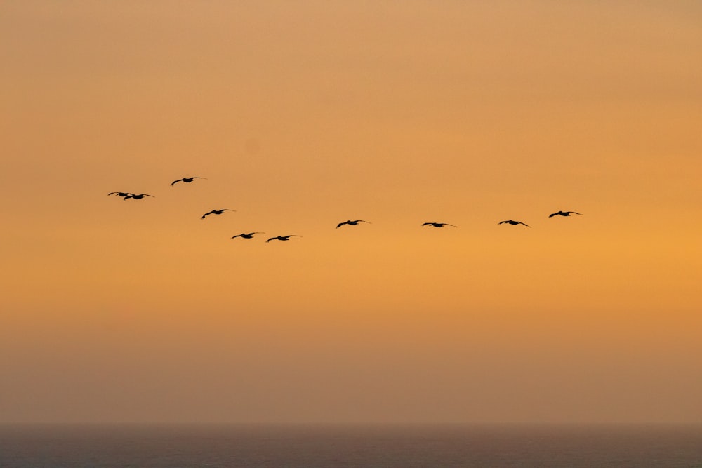 Un grupo de pájaros volando en el cielo