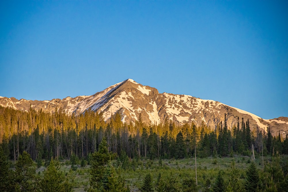 a mountain with trees in front of it