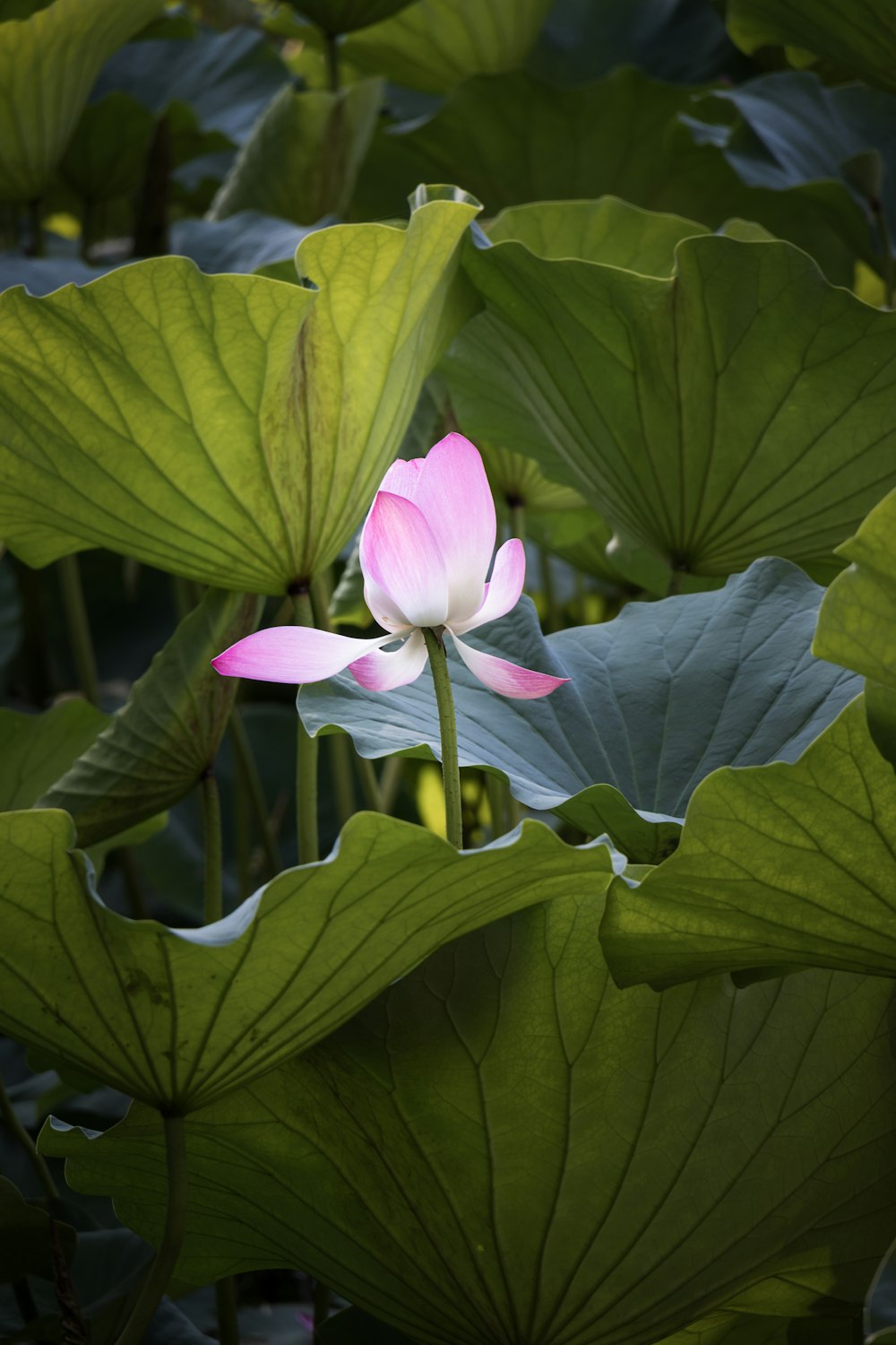 a flower on a plant