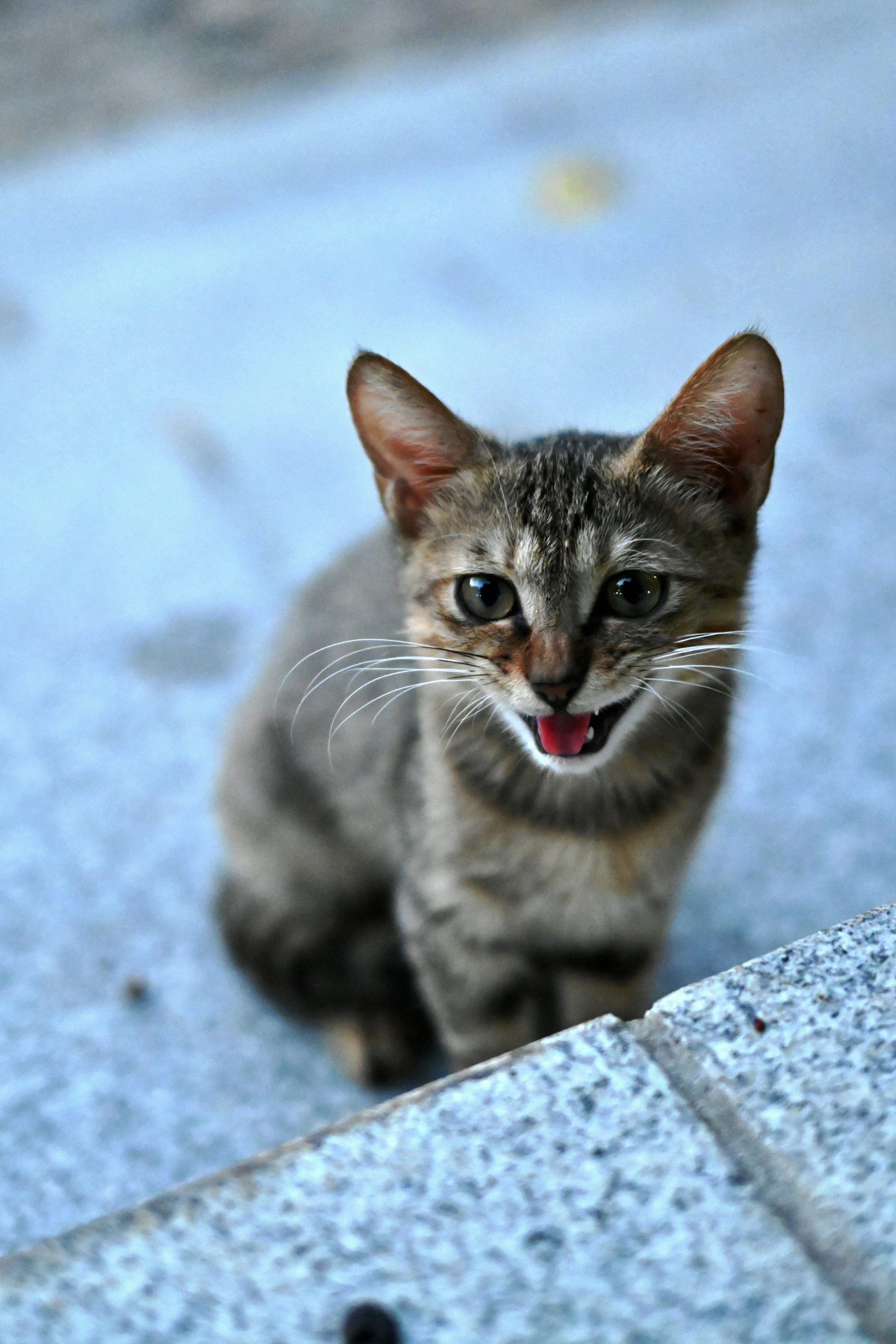 a cat with its tongue out