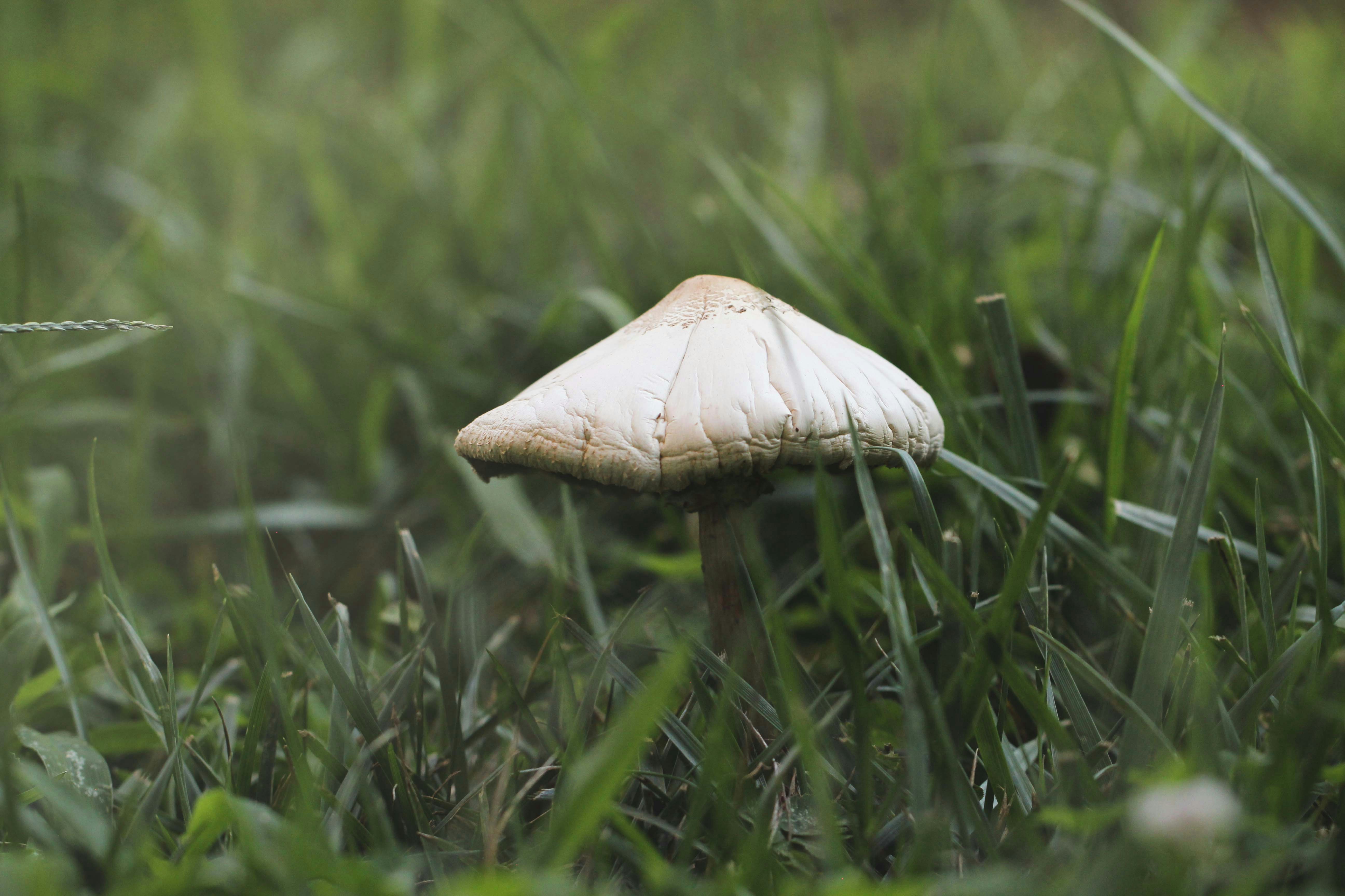 a mushroom growing in grass