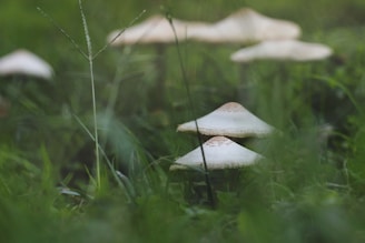 Several mushrooms with white caps and brown speckles are growing amidst lush green grass. The focus is primarily on two mushrooms in the foreground, while more mushrooms can be seen blurred in the background.